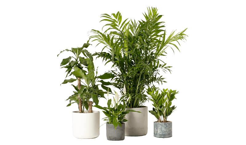Office Plants