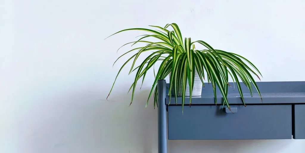 Best Office Plants