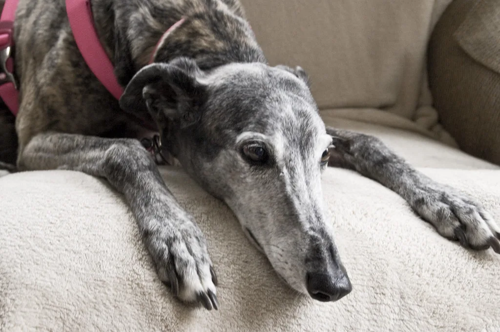 Image of a Greyhound dog