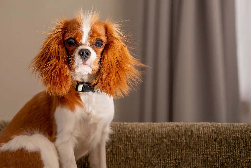 Image of a Cavalier King Charles Spaniel dog