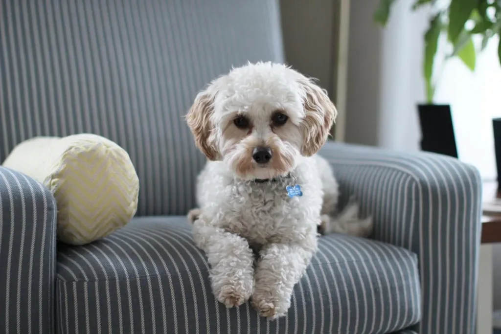 Image of a Cavapoo/Poodle Cross dog