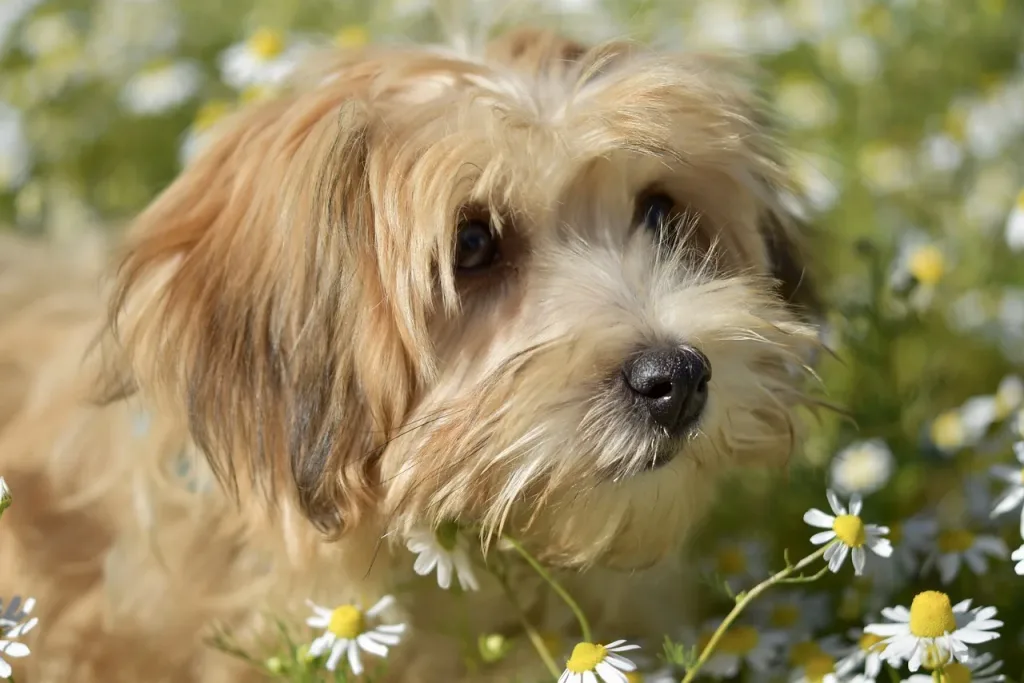 Image of a Cavachon dog