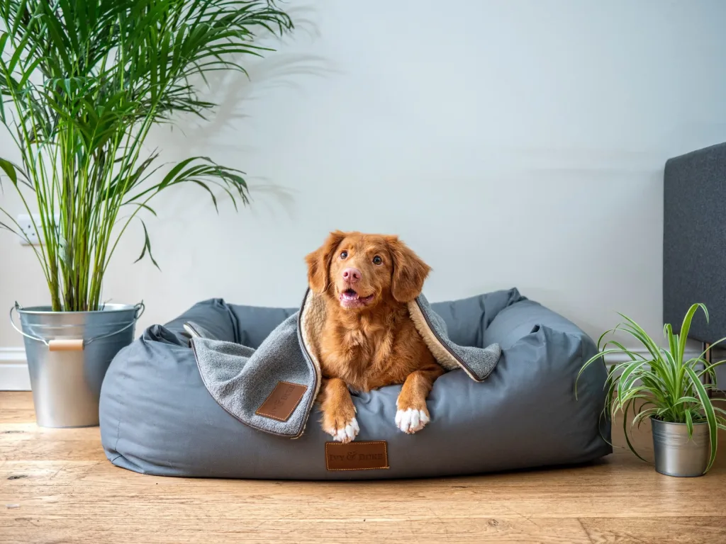 Image of a dog in its bed at an office