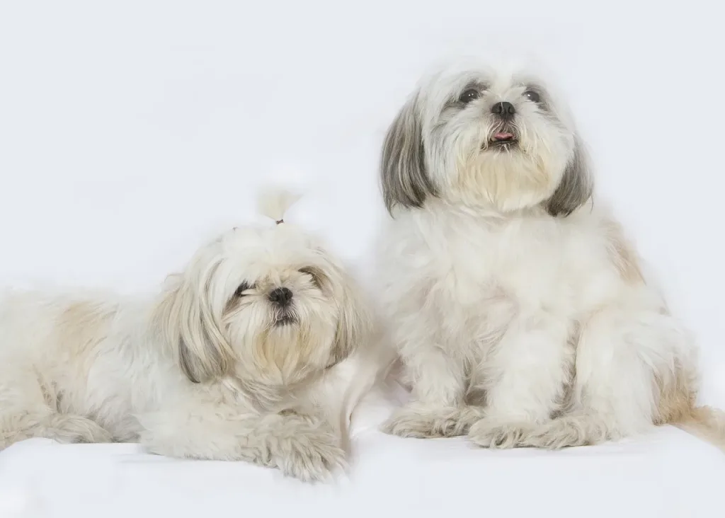 Image of a Shih Tzu dog